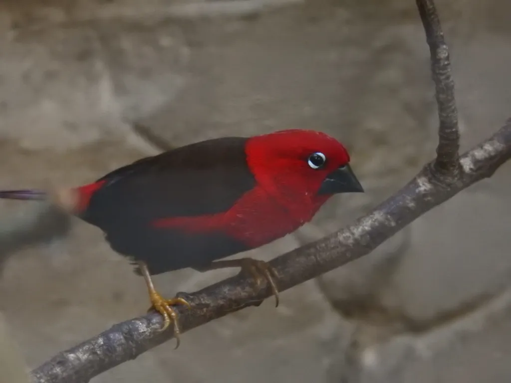 赤红裂籽雀(Pyrenestes sanguineus)