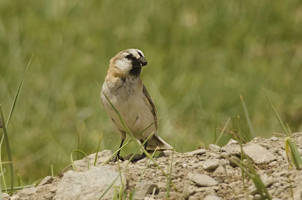 棕背雪雀(Pyrgilauda blanfordi)