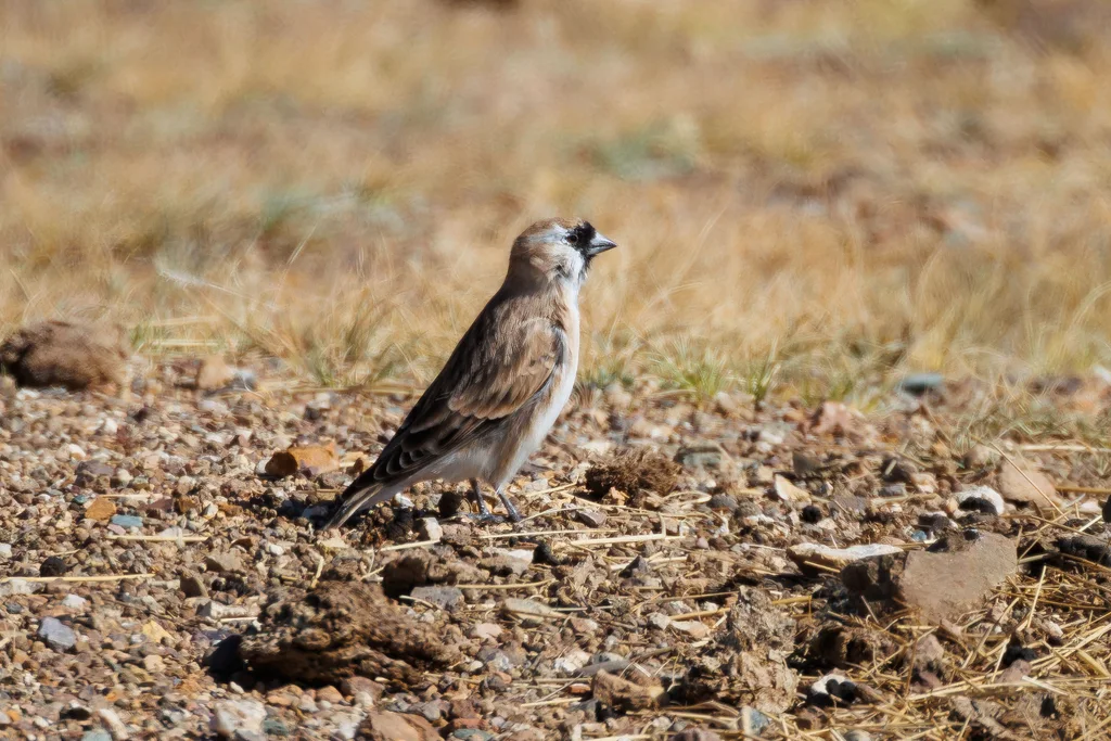 黑喉雪雀(Pyrgilauda davidiana)