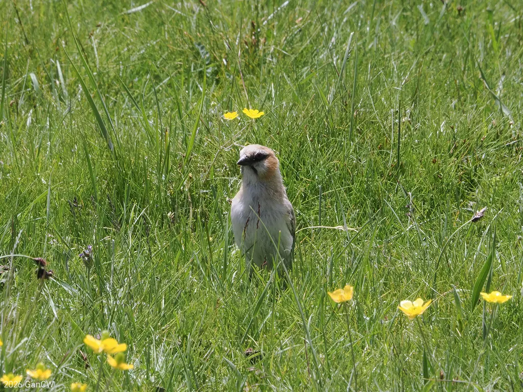 棕颈雪雀(Pyrgilauda ruficollis)