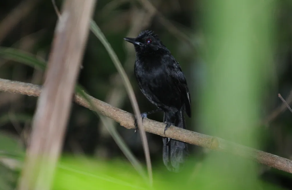 镶背红眼蚁鸟(Pyriglena atra)