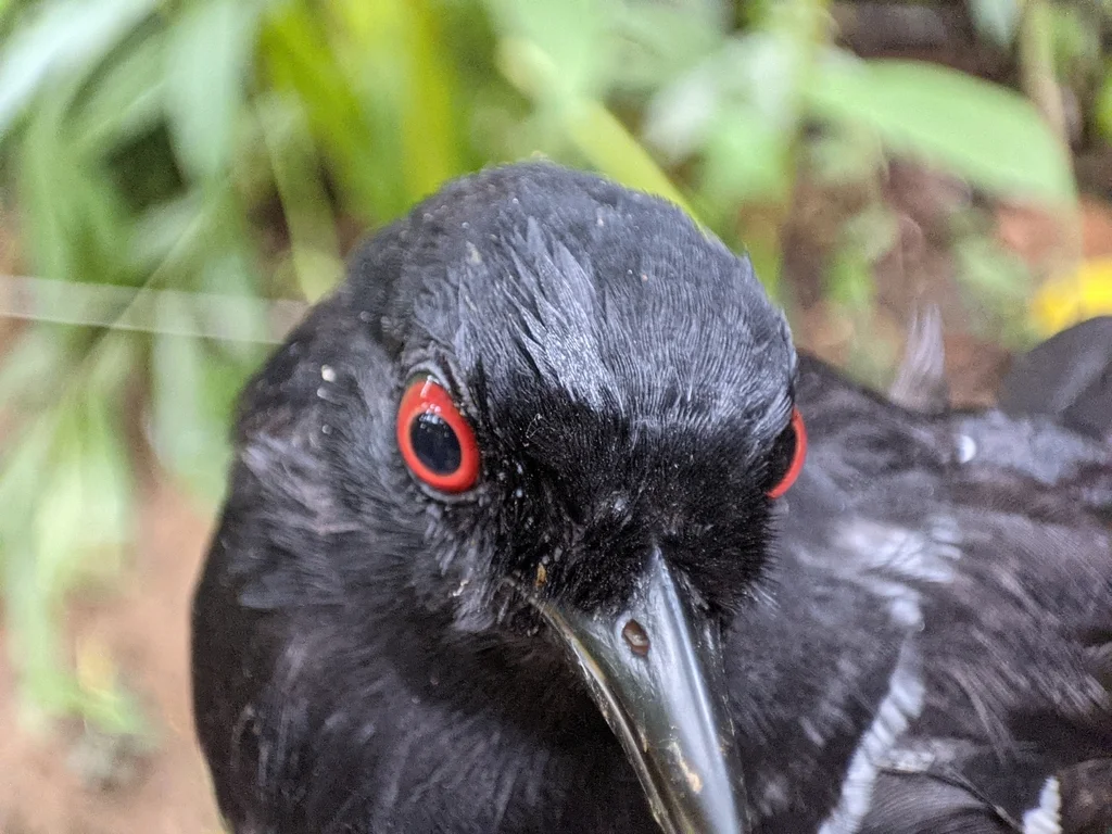 白肩红眼蚁鸟(Pyriglena leucoptera)