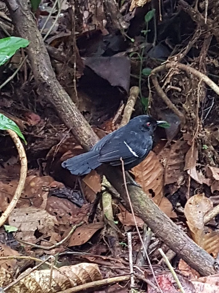白肩红眼蚁鸟(Pyriglena leucoptera)