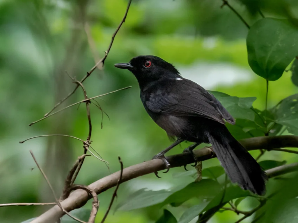 塔河白背红眼蚁鸟(Pyriglena similis)