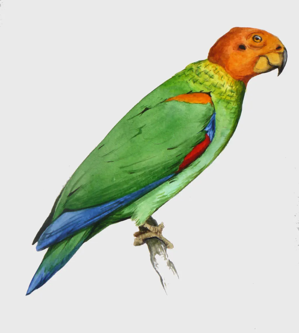 秃鹦哥(Pyrilia aurantiocephala)