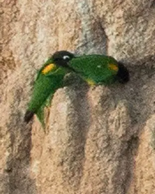 橙颊鹦哥(Pyrilia barrabandi)