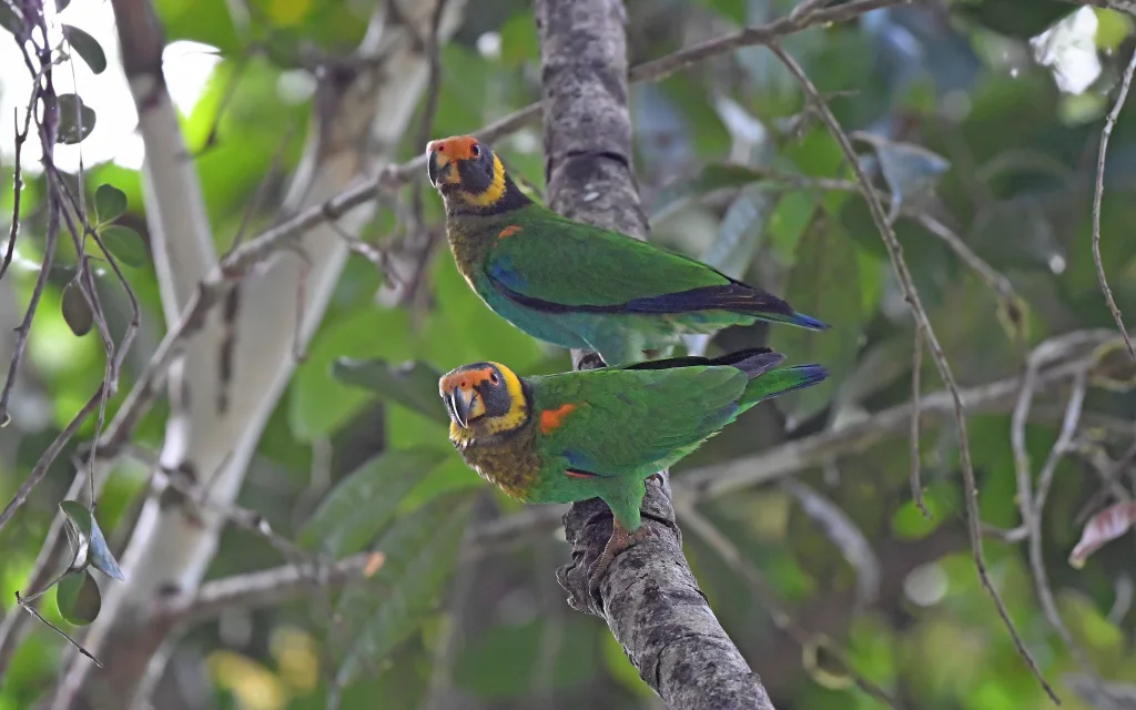 鹫鹦哥(Pyrilia vulturina)