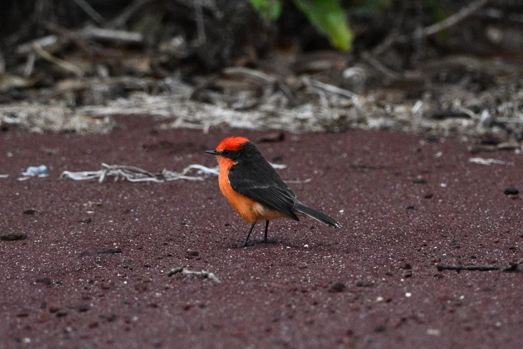 小朱红霸鹟(Pyrocephalus nanus)