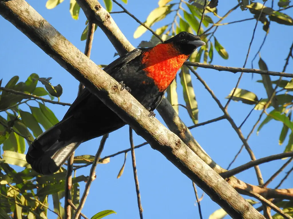 红领果伞鸟(Pyroderus scutatus)