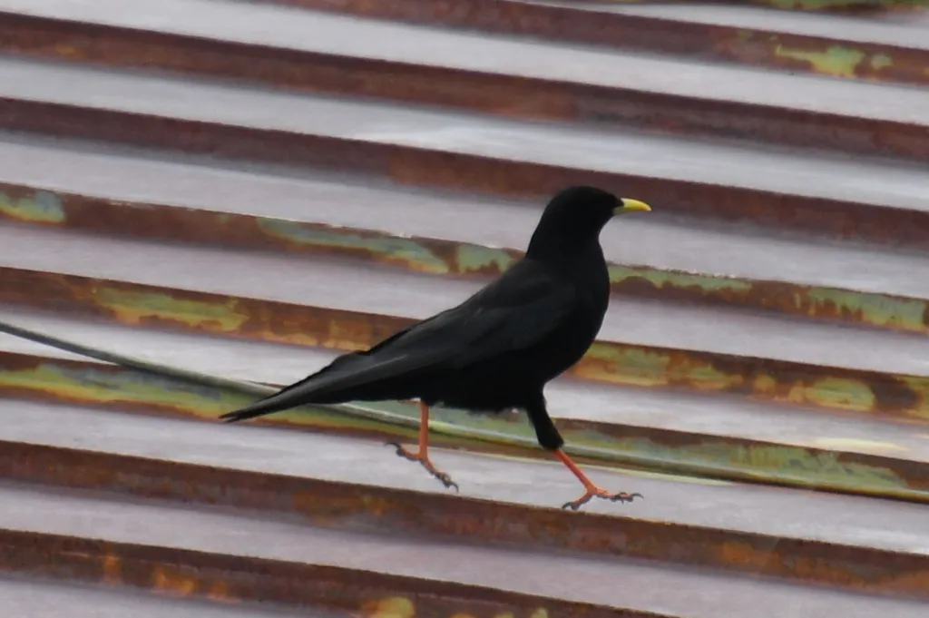 黄嘴山鸦（Pyrrhocorax graculus）