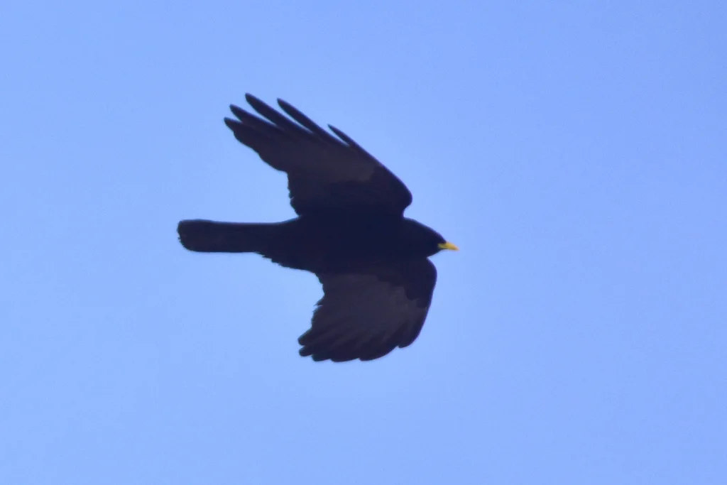 黄嘴山鸦（Pyrrhocorax graculus）