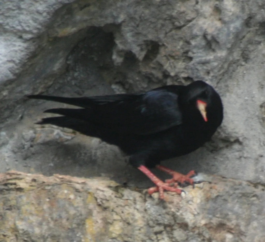 红嘴山鸦（Pyrrhocorax pyrrhocorax）