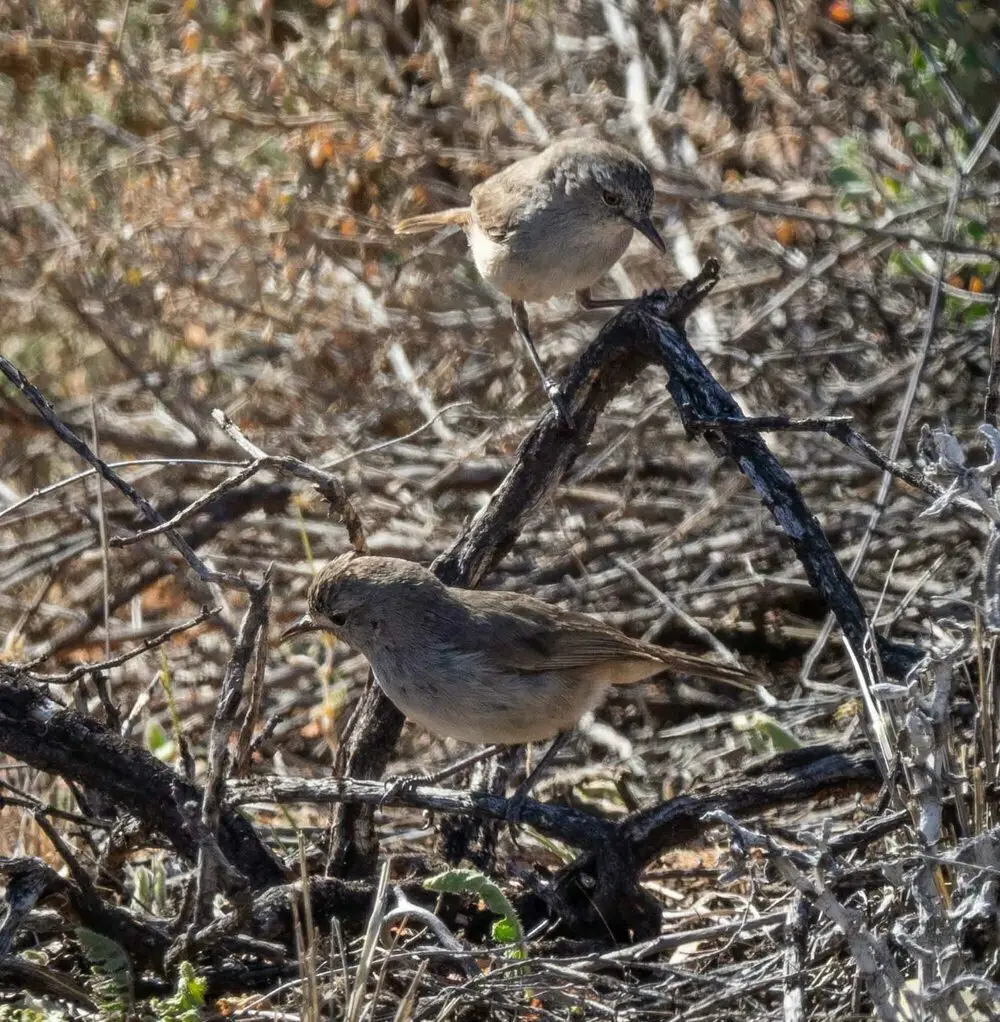 红喉刺莺(Pyrrholaemus brunneus)
