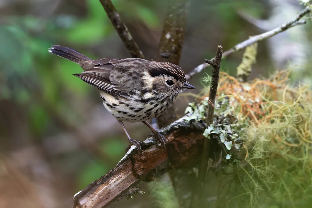 斑刺莺(Pyrrholaemus sagittatus)