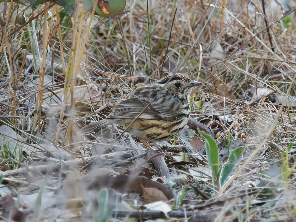 斑刺莺(Pyrrholaemus sagittatus)
