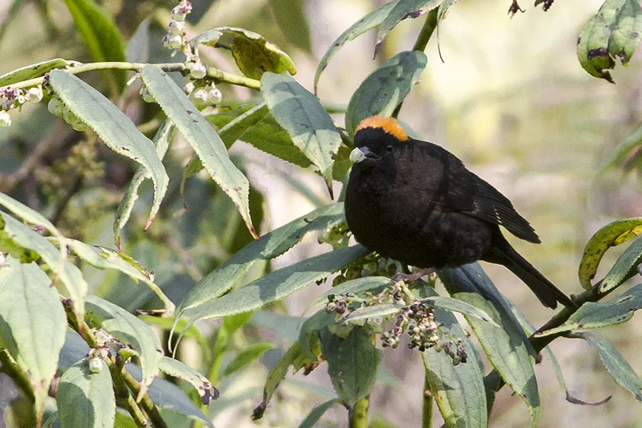 金枕黑雀(Pyrrhoplectes epauletta)