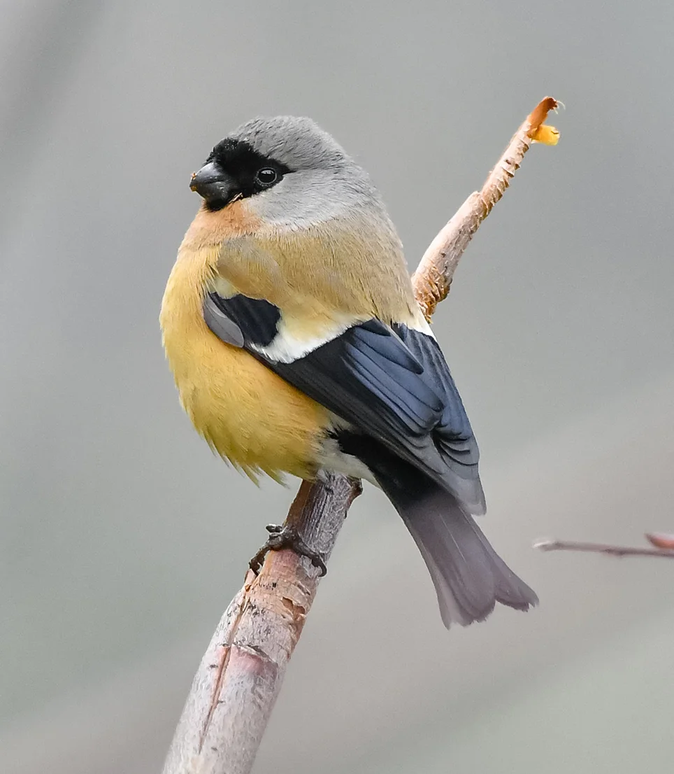 橙色灰雀(Pyrrhula aurantiaca)