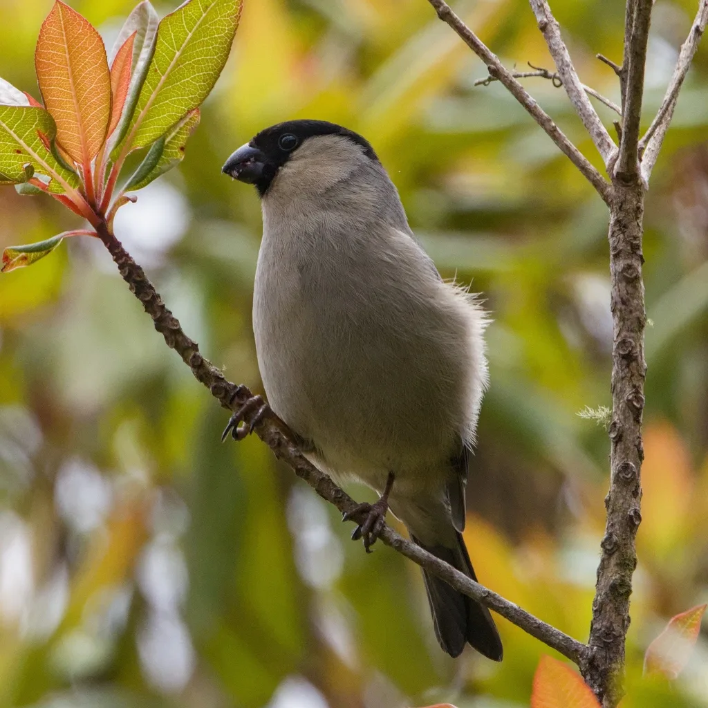 亚速尔灰雀(Pyrrhula murina)