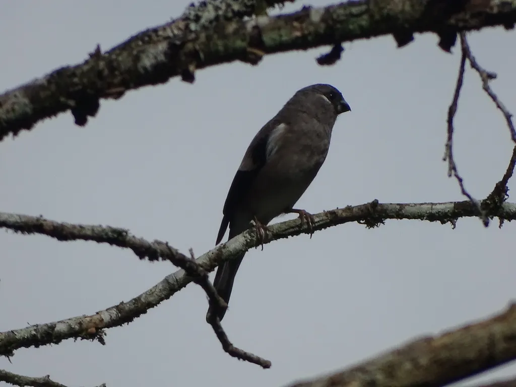 褐灰雀(Pyrrhula nipalensis)