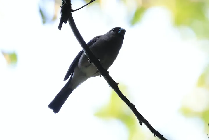褐灰雀(Pyrrhula nipalensis)