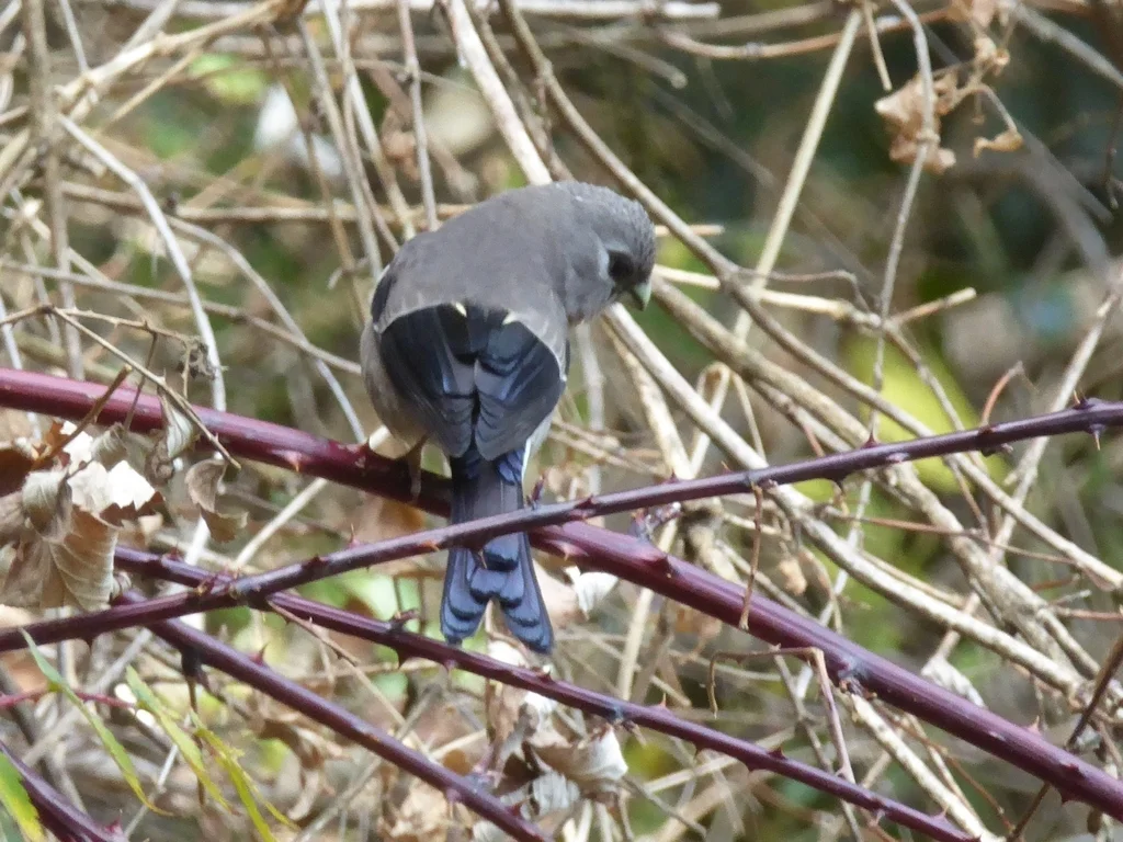 褐灰雀(Pyrrhula nipalensis)