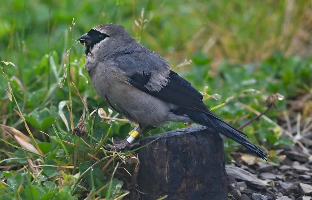 台湾灰头灰雀(Pyrrhula owstoni)