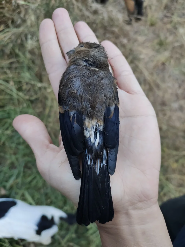 红腹灰雀(Pyrrhula pyrrhula)