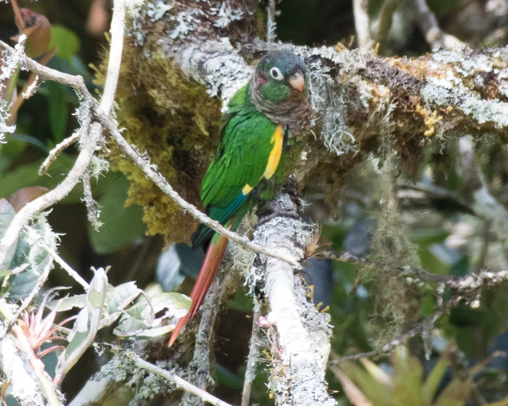 褐胸鹦哥(Pyrrhura calliptera)