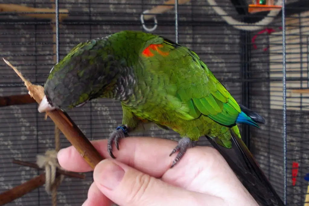 火红肩鹦哥(Pyrrhura egregia)