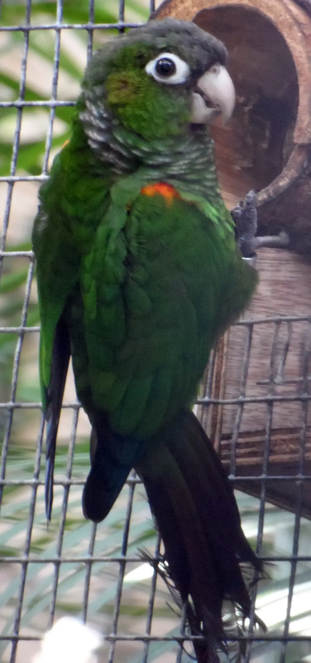 火红肩鹦哥(Pyrrhura egregia)
