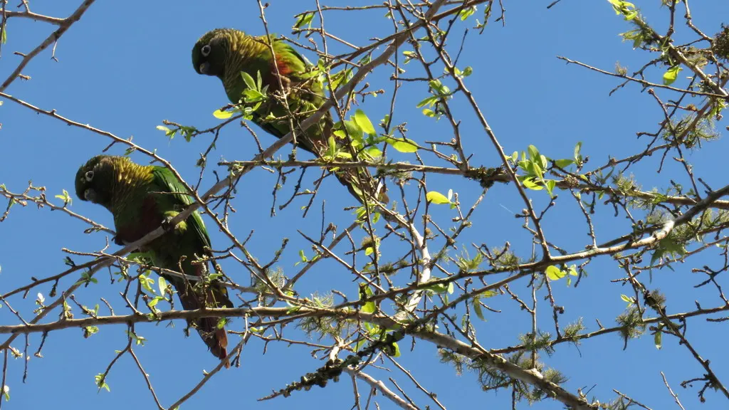 红腹鹦哥(Pyrrhura frontalis)
