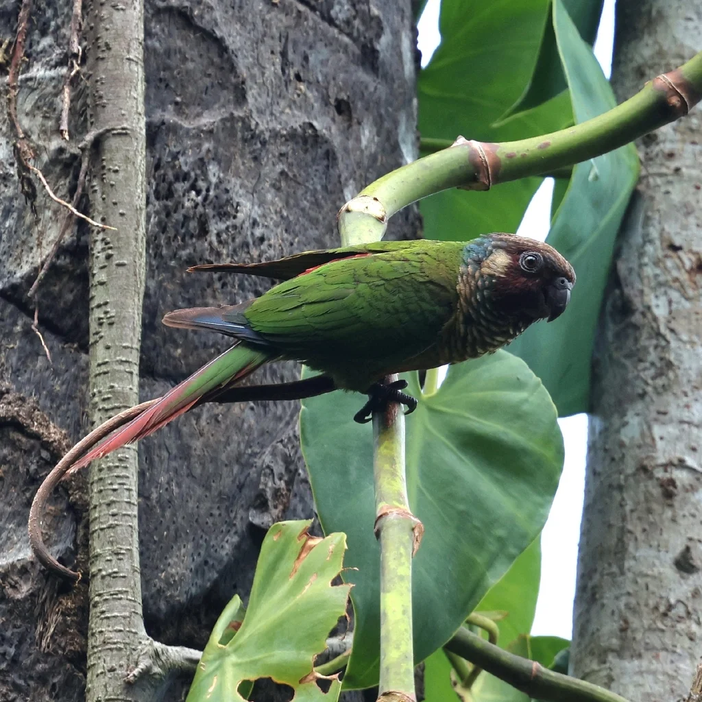 白耳鹦哥(Pyrrhura leucotis)