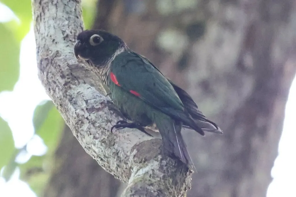 栗尾鹦哥(Pyrrhura melanura)