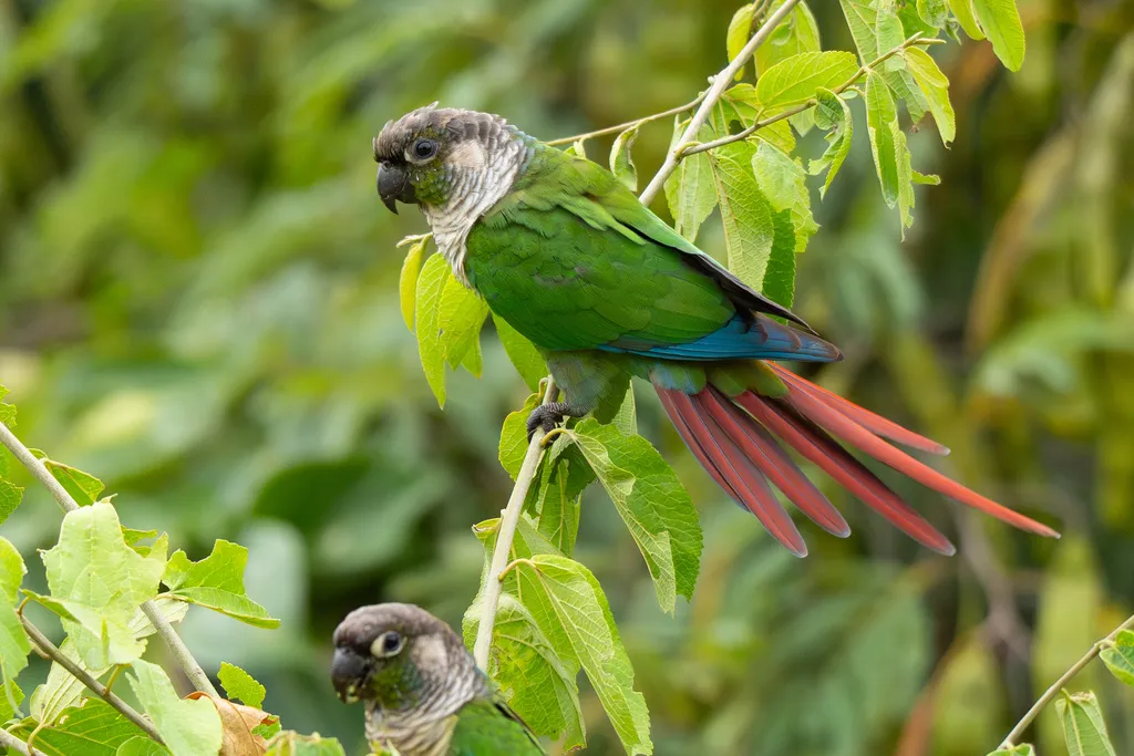 绿颊锥尾鹦哥（Pyrrhura molinae）