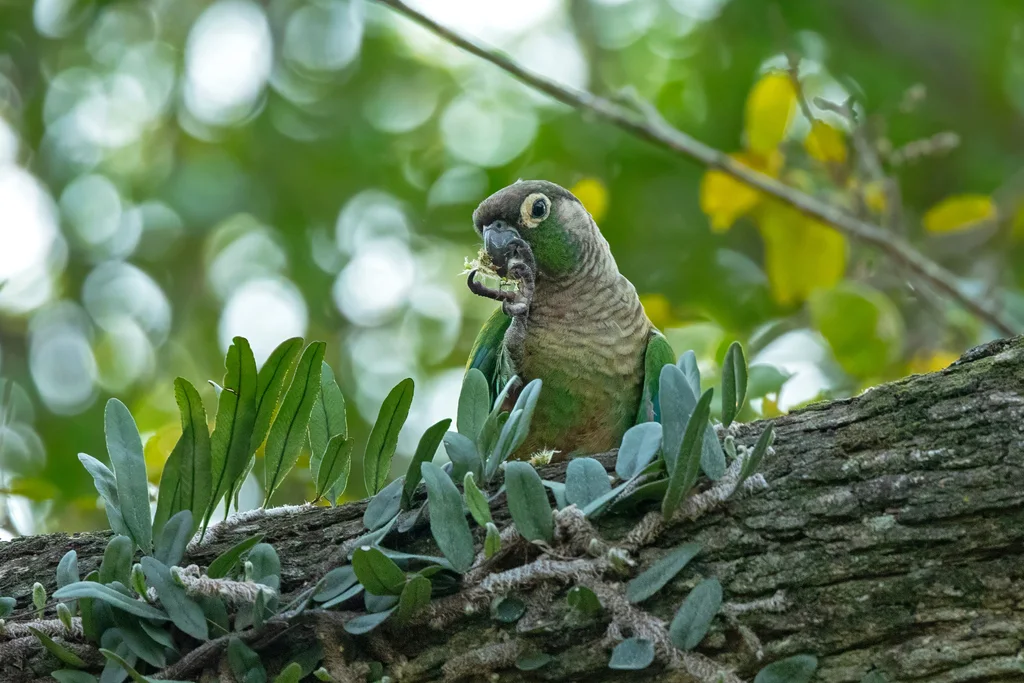 绿颊锥尾鹦哥（Pyrrhura molinae）
