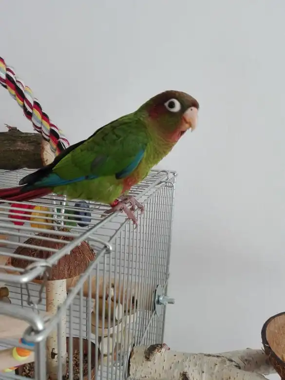 赤头鹦哥(Pyrrhura rhodocephala)