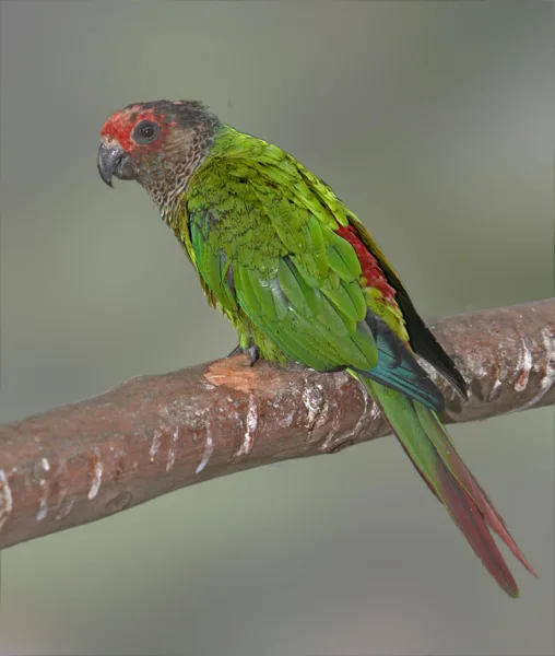 赤额鹦哥（Pyrrhura roseifrons）