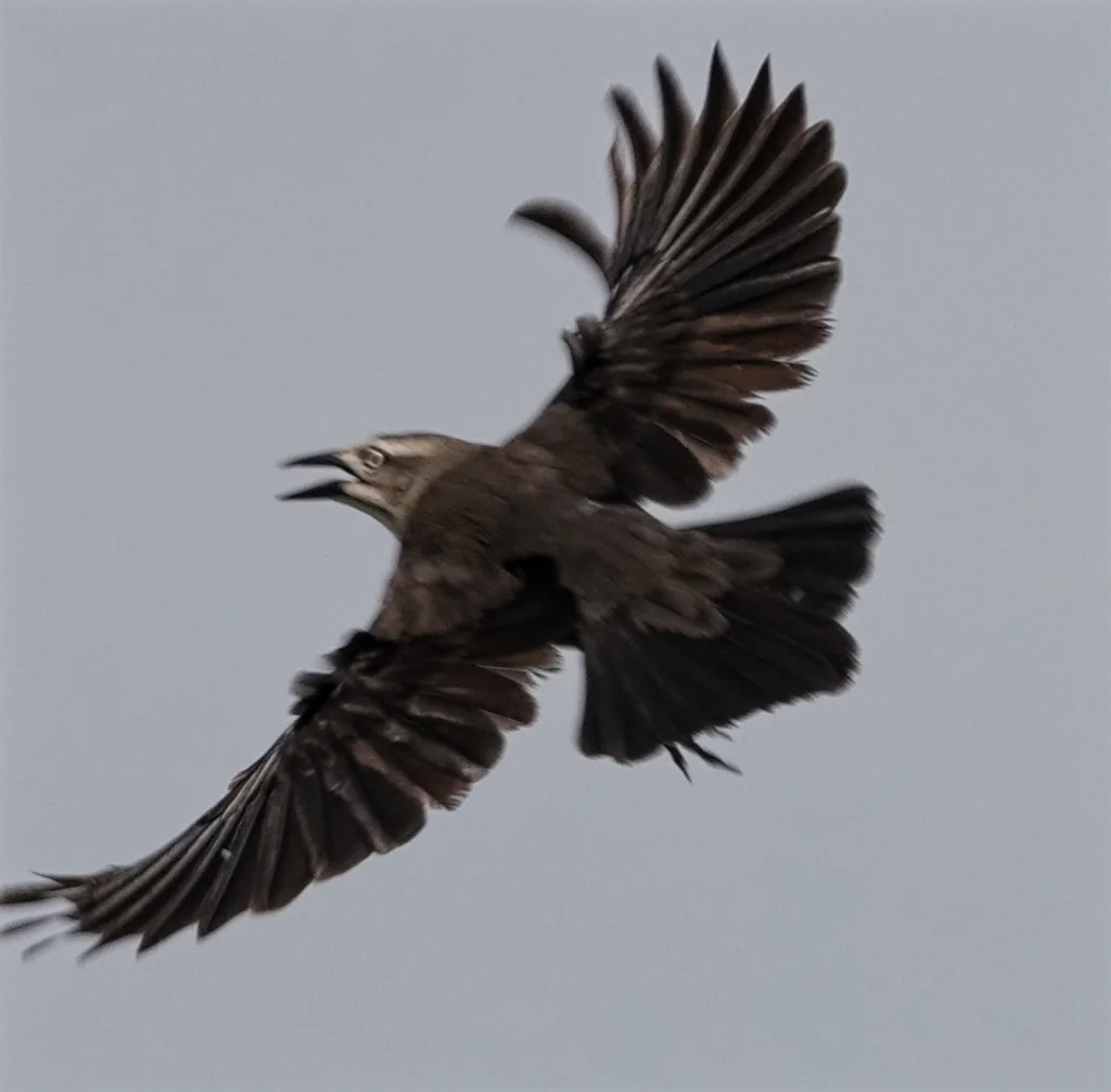 辉拟八哥(Quiscalus lugubris)