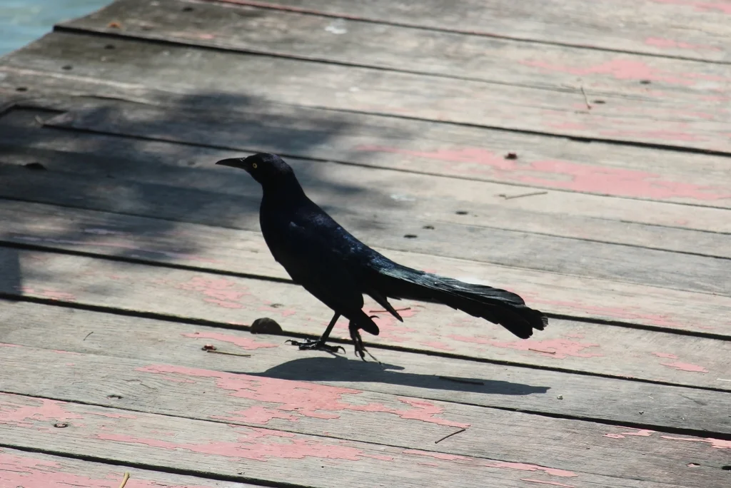 大尾拟八哥(Quiscalus mexicanus)
