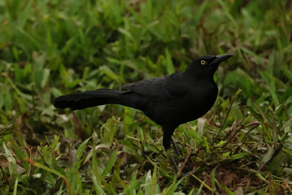 尼加拉瓜拟八哥(Quiscalus nicaraguensis)