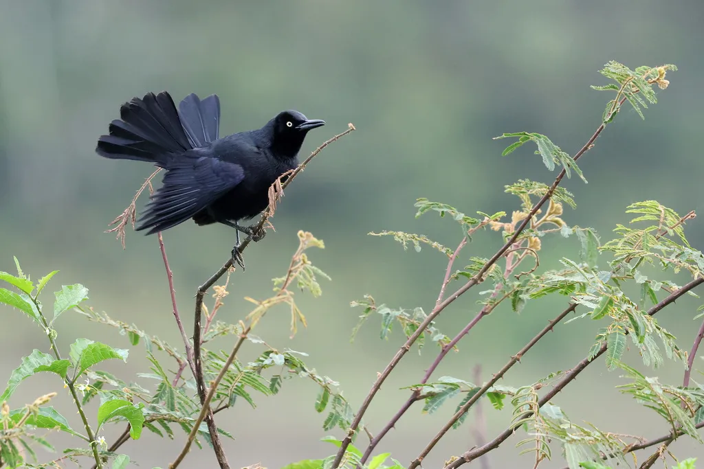 尼加拉瓜拟八哥(Quiscalus nicaraguensis)