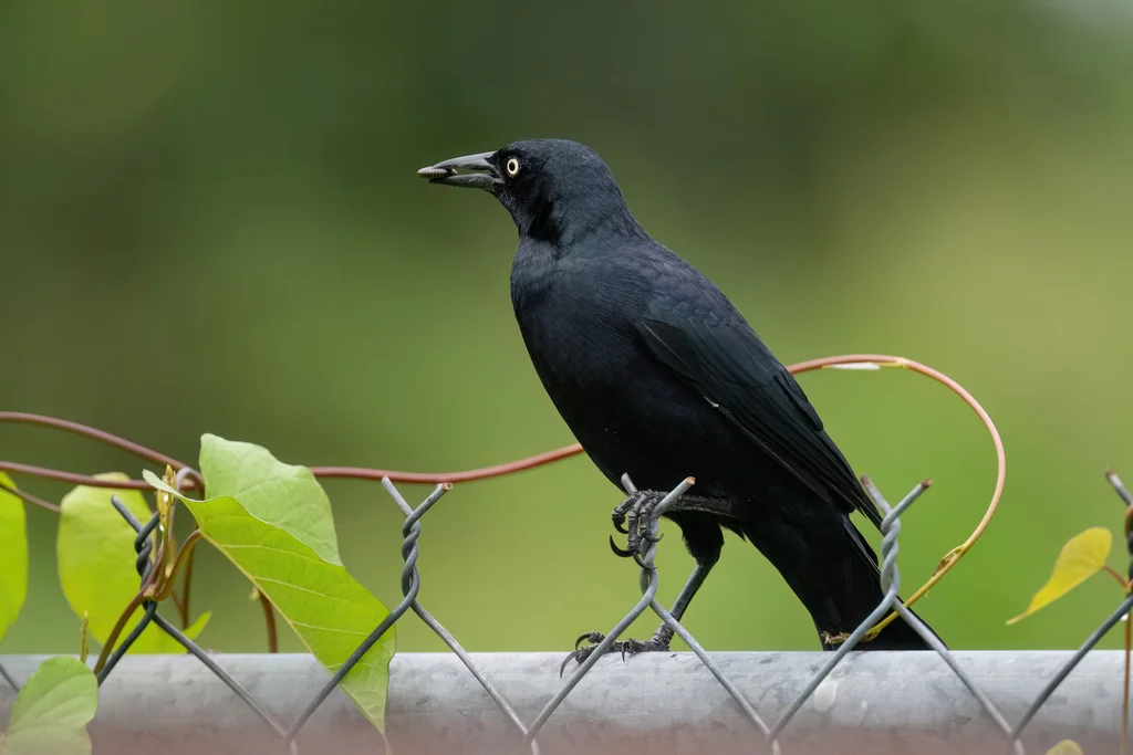 黑拟八哥(Quiscalus niger)