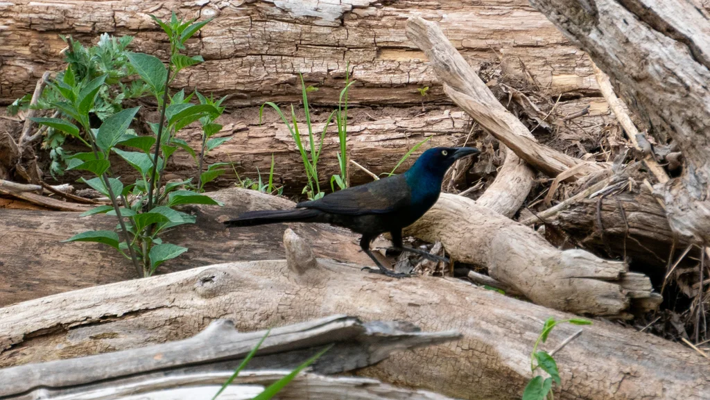 拟八哥(Quiscalus quiscula)