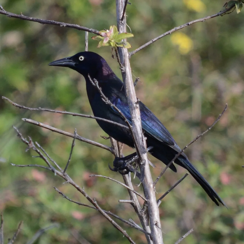 拟八哥(Quiscalus quiscula)