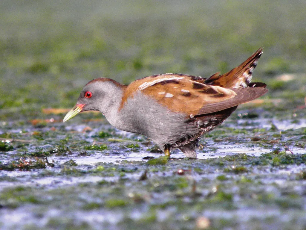 白纹栗秧鸡（Rallicula leucospila）