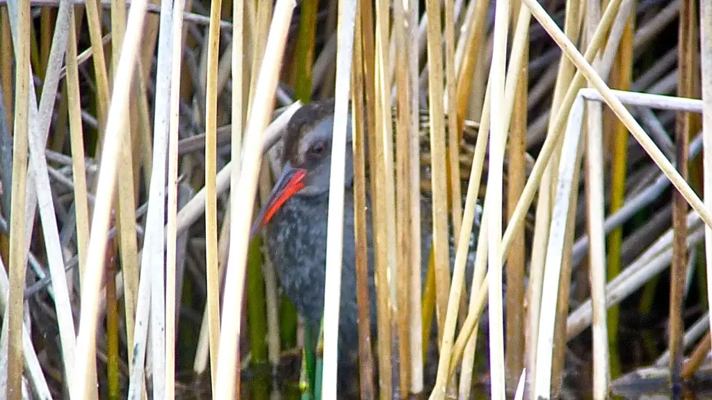 火地岛秧鸡(Rallus antarcticus)