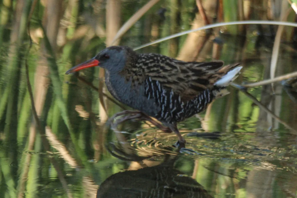 西方秧鸡（Rallus aquaticus）