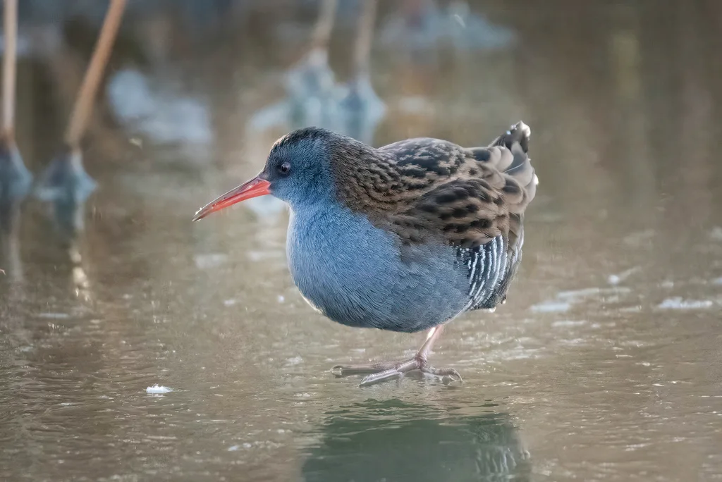 西方秧鸡(Rallus aquaticus)