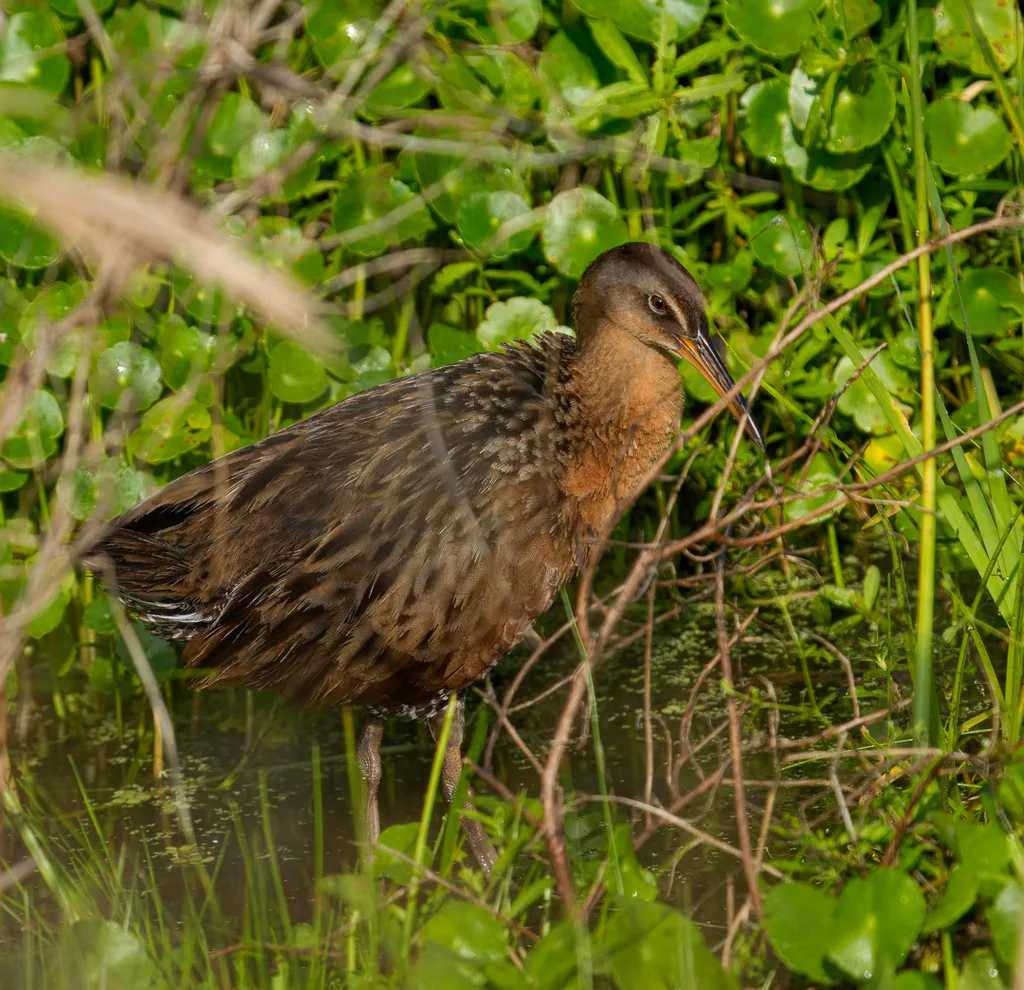 王秧鸡(Rallus elegans)