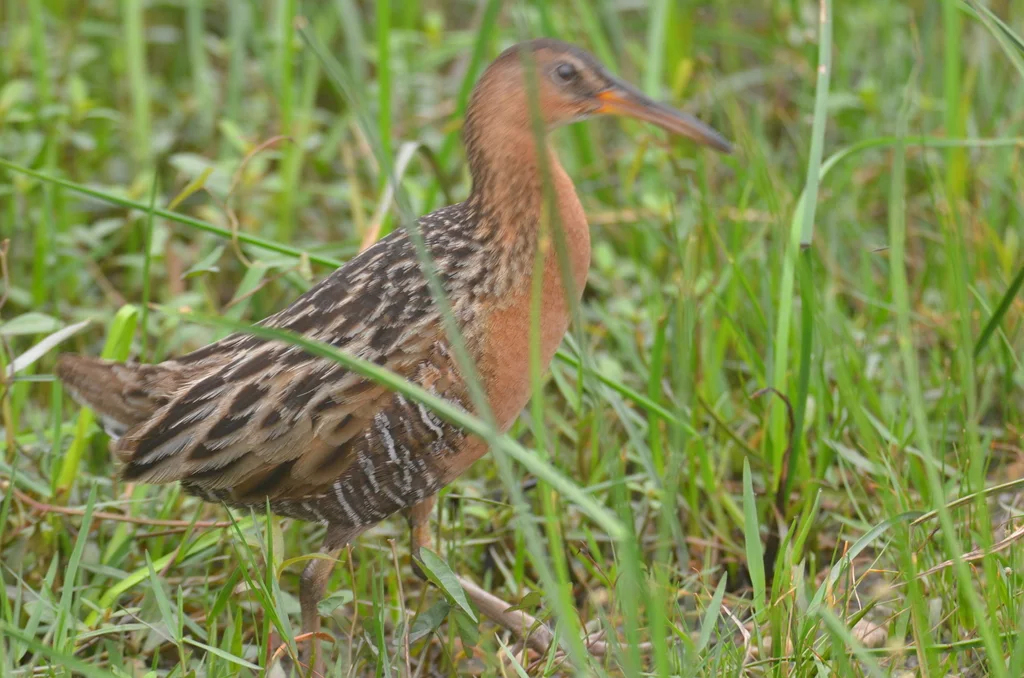 王秧鸡(Rallus elegans)